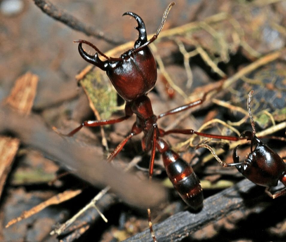 Driver Ant in Tanzania